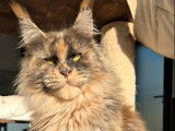 À vendre, 3 chats adultes femelles Maine Coon (LOOF)