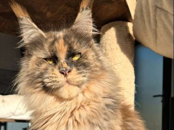 À vendre, 3 chats adultes femelles Maine Coon (LOOF)