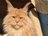 À vendre, 3 chats adultes femelles Maine Coon (LOOF)