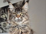 À vendre, 3 chats adultes femelles Maine Coon (LOOF)