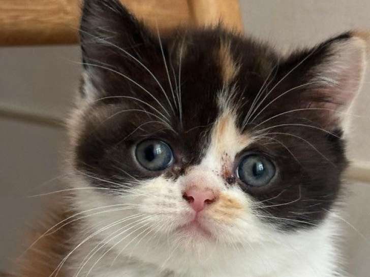 Réservation pour 6 chatons British Shorthair et Longhair LOOF
