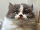 Réservation pour 6 chatons British Shorthair et Longhair LOOF