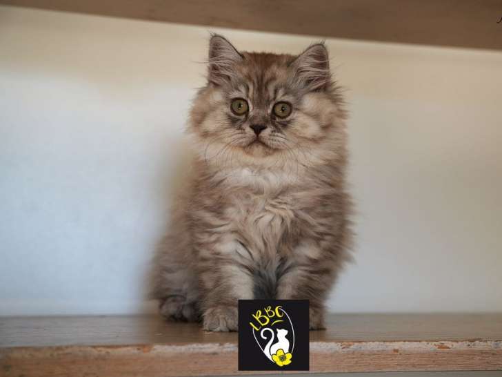 À vendre, 4 chatons British Longhair et Shorthair (LOOF)