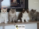 À vendre, 3 chatons British Longhair et Shorthair (LOOF)