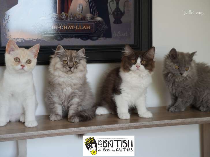 À vendre, 3 chatons British Longhair et Shorthair (LOOF)