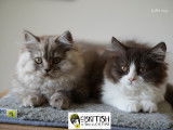 À vendre, 3 chatons British Longhair et Shorthair (LOOF)