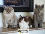 À vendre, 3 chatons British Longhair et Shorthair (LOOF)