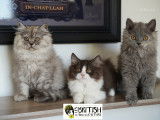 À vendre, 3 chatons British Longhair et Shorthair (LOOF)