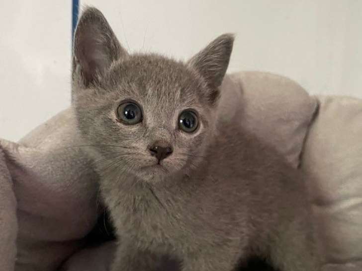 À réserver, chatons Bleu Russe LOOF disponibles à la réservation