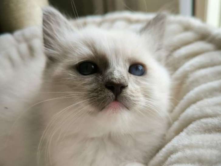 À réserver : 3 chatons Ragdoll (LOOF)
