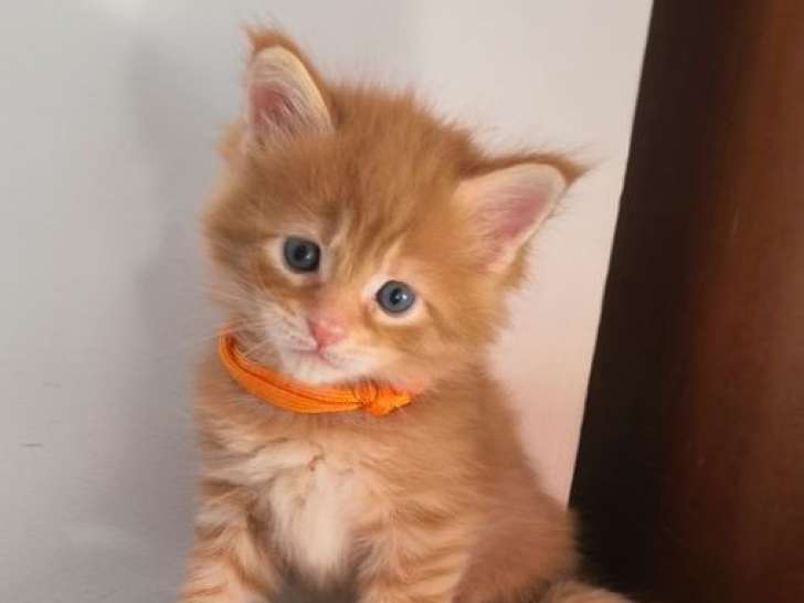 6 chatons Maine Coon LOOF à acheter