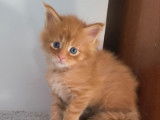 6 chatons Maine Coon LOOF à acheter