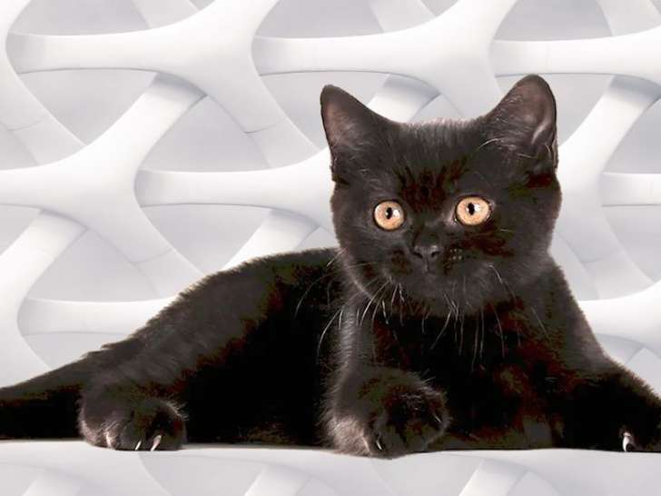 Chaton British Shorthair mâle noir LOOF à vendre