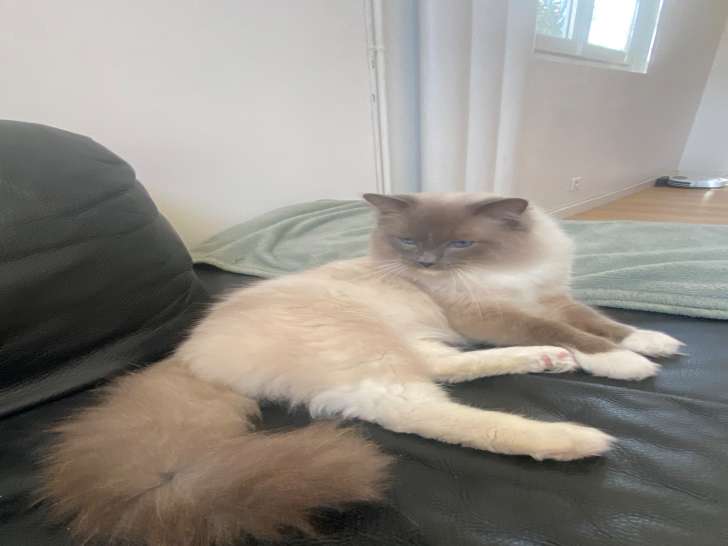 Mâle Ragdoll LOOF disponible pour saillie