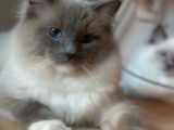 Mâle Ragdoll LOOF disponible pour saillie