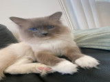 Mâle Ragdoll LOOF disponible pour saillie