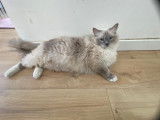 Femelle adulte Ragdoll à vendre