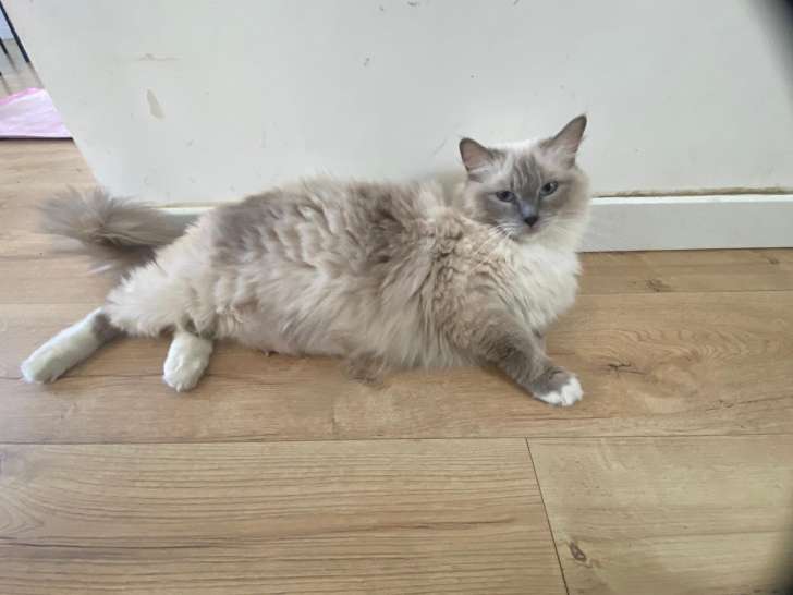 Femelle adulte Ragdoll à vendre