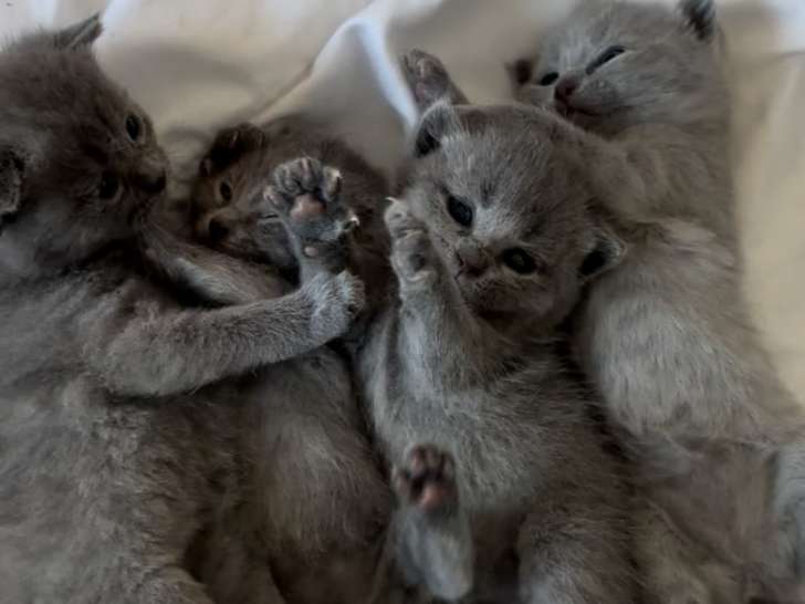 Adorables chatons British Shorthair a vendre