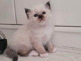 Chatons de race Sacré de Birmanie à vendre (1 femelle & 2 mâles)