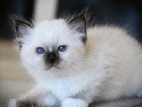 Chatons de race Sacré de Birmanie à vendre (1 femelle & 2 mâles)