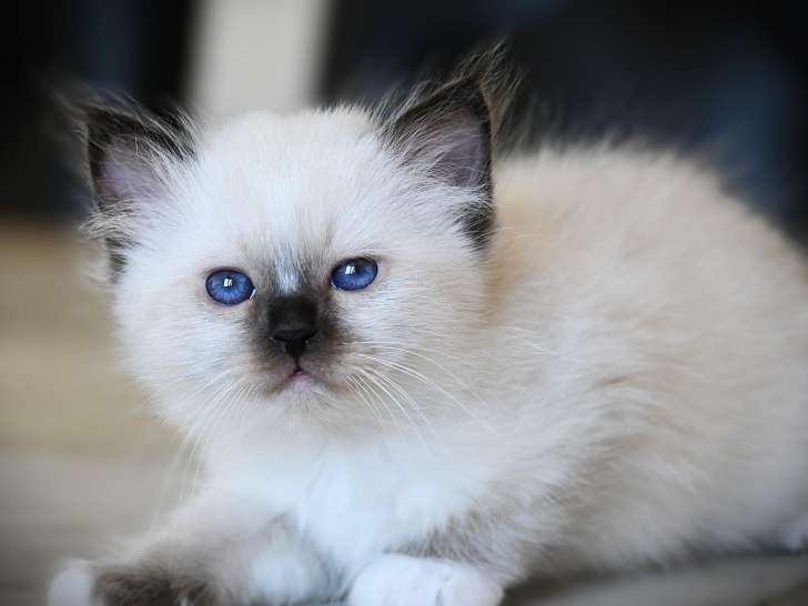 Chatons de race Sacré de Birmanie à vendre (1 femelle & 2 mâles)