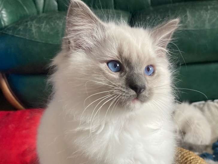 Chaton Ragdoll à vendre