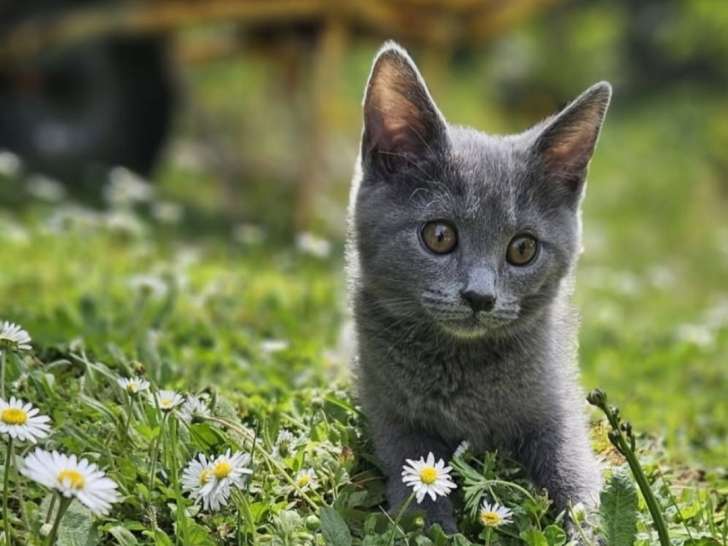 Chatons Chartreux LOOF à vendre