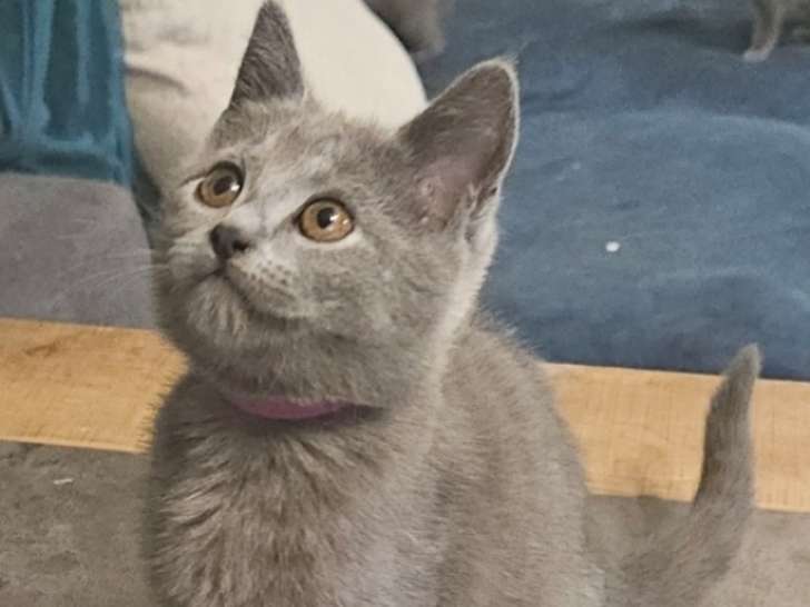 Chatons Chartreux LOOF à vendre