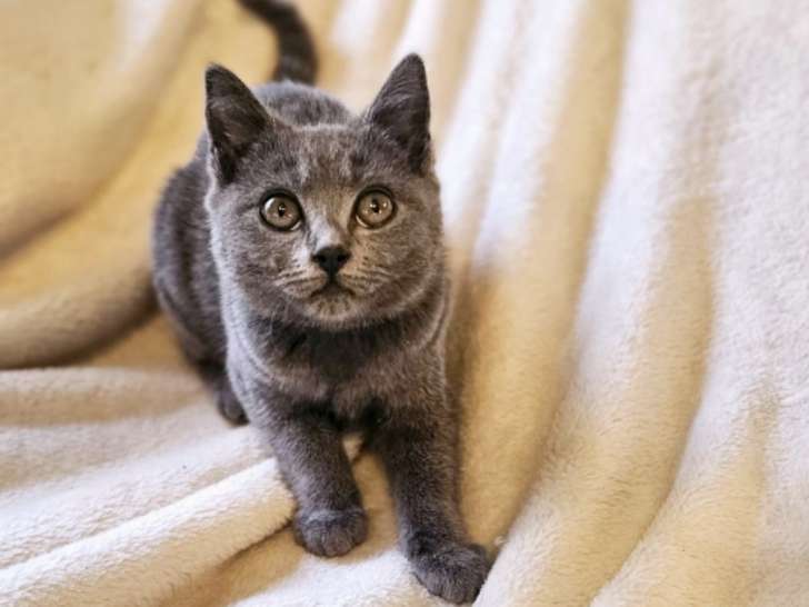 Chatons Chartreux LOOF à vendre