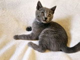 Chatons Chartreux LOOF à vendre