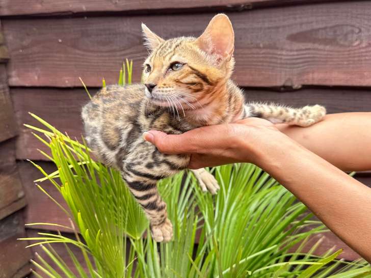 Chaton Bengal à vendre