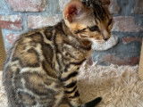 Chatons Bengal à vendre