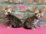 Chatons Bengal à vendre