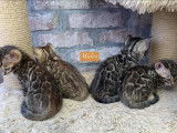 Chatons Bengal à vendre