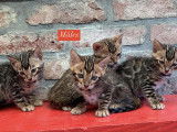 Chatons Bengal à vendre