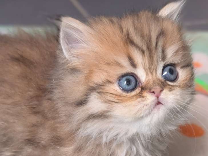 Chatons persan loof