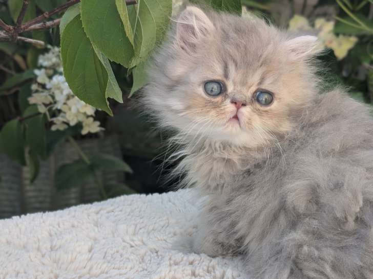 Chatons persan loof