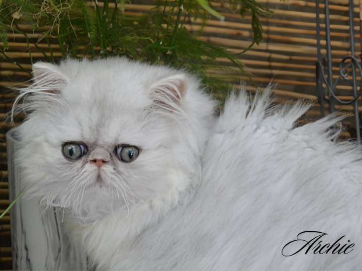 Chaton Persan chinchilla à vendre