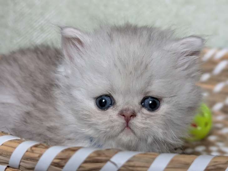 Chatons persan loof