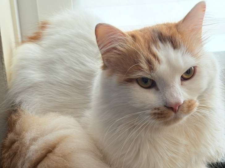 Mâle Sibérien adorable à vendre