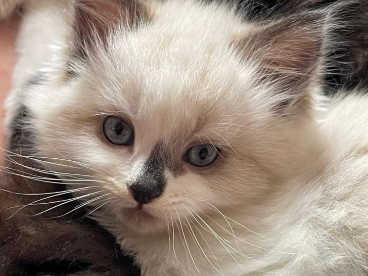 Chatons Sibériens à vendre (4 femelles & 1 mâle)