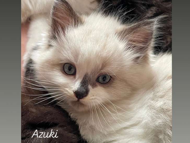 Chatons Sibériens à vendre (2 femelles dispos)