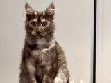 Femelle Maine Coon disponible pour saillie