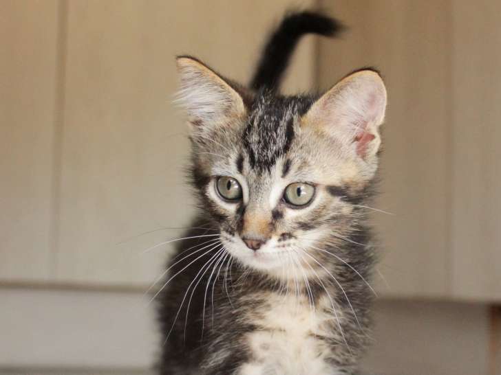 Yokai, chaton tigré à adopter