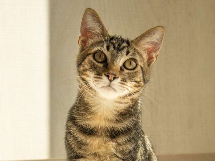 Yokai, chaton tigré à adopter