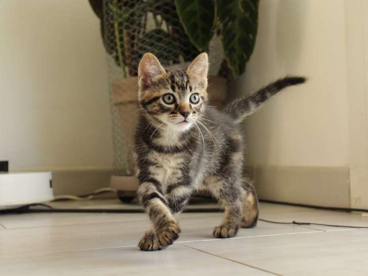 Ico, chaton tigré à adopter