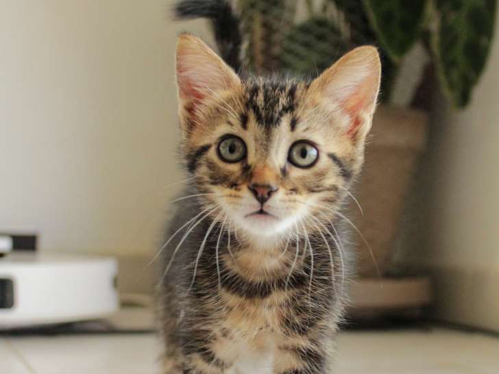 Yorda, chatonne tigrée à adopter
