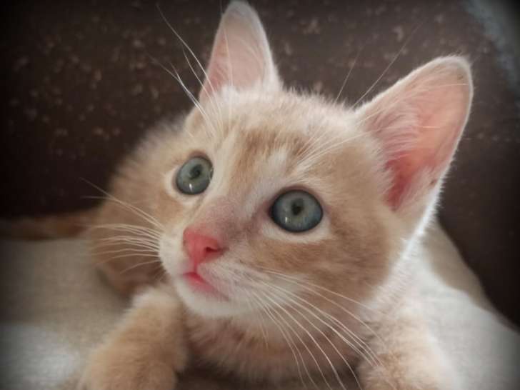 Mimosa, chaton à adopter