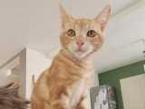 Mimosa, chaton à adopter